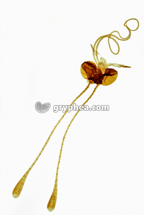 Tête d'insecte - type suceur maxillaire - Papillon x2 - gryphea.org